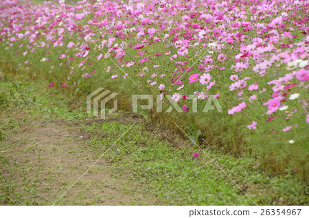 Saitama Prefecture Fukiage Cosmos Field Saitama Prefecture Fukiage Cosmos Field 26354967