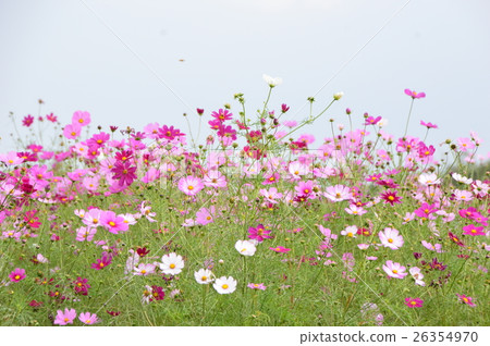 Saitama Prefecture Fukiage Cosmos Field Saitama Prefecture Fukiage Cosmos Field 26354970