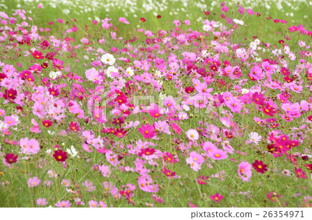 Saitama Prefecture Fukiage Cosmos Field Saitama Prefecture Fukiage Cosmos Field 26354971