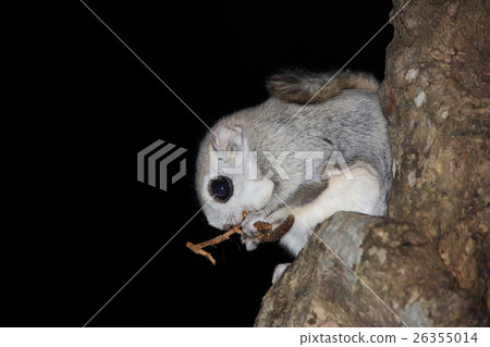 鼯鼠 鼯鼠 26355014