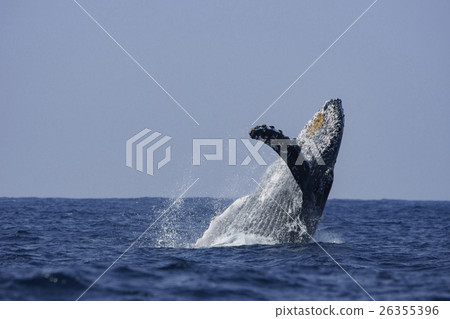 Humpback whales to jump at the Ogasawara Sea 26355396