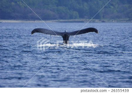 Humpback whale bones raising tail fin whale Ogasawara Humpback whale bones raising tail fin whale Ogasawara 26355439