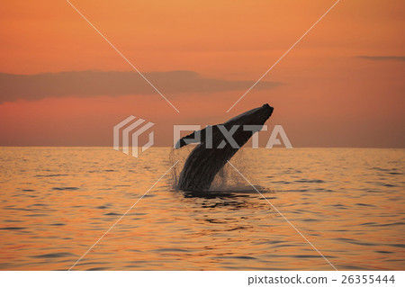 Humpback whales to jump to the sunset ocean Humpback whales to jump to the sunset ocean 26355444