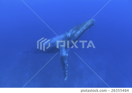 Humpback whales swimming in the Ogasawara Sea 26355484