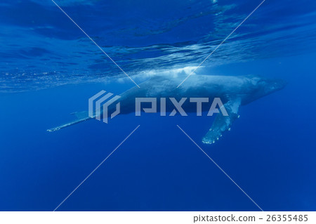 Humpback whales swimming in the Ogasawara Sea Humpback whales swimming in the Ogasawara Sea 26355485