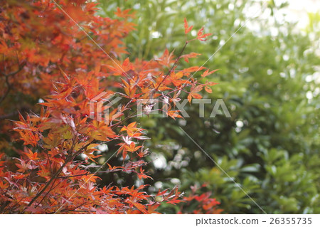 秋葉(楓) 秋葉(楓) 26355735