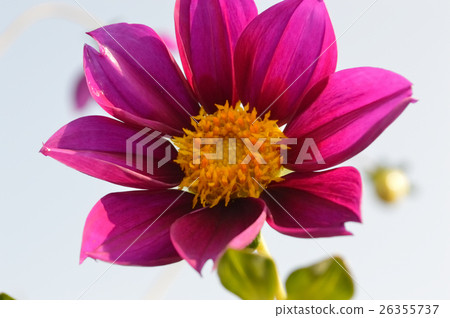 皇帝達利亞雜交種Gutzia Rose 26355737