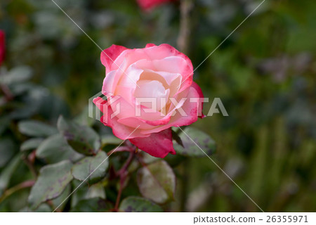 懷舊之情 懷舊之情 26355971