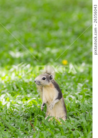 Squirrel sitting on the grass field Squirrel sitting on the grass field 26356043