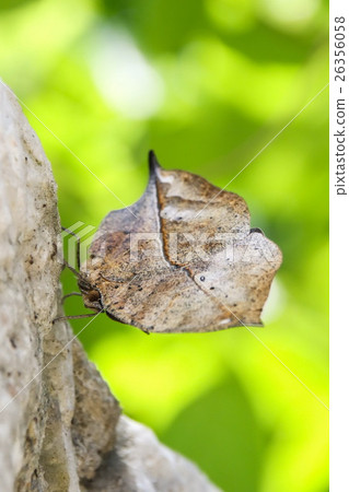 Indian Oakleaf (Kallima Inachus), Butterfly Indian Oakleaf (Kallima Inachus), Butterfly 26356058
