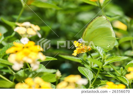 Small Grass Yellow (Eurema brigitta) Butterfly Small Grass Yellow (Eurema brigitta) Butterfly 26356070