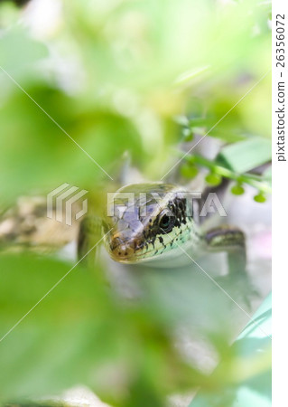 Skink in the garden Skink in the garden 26356072