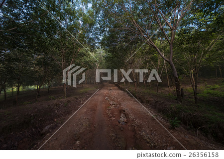 Rural road through a forest Rural road through a forest 26356158