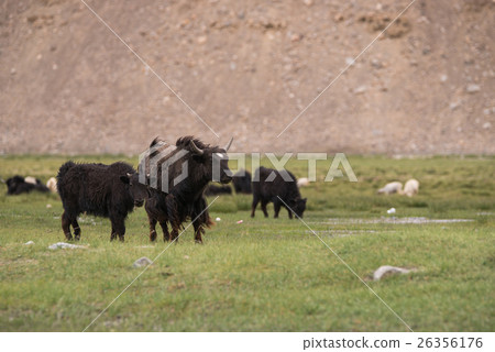 Wildlife Yak in field in Leh, Ladakh Wildlife Yak in field in Leh, Ladakh 26356176