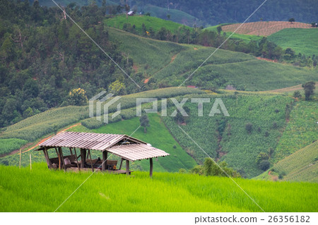 Green Terraced Rice Field and house 26356182