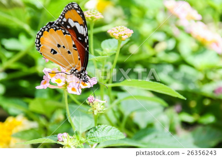 Plain Tiger (Danaus chrysippus) butterfly 26356243