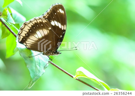 Great Egg-fly (Hypolimnas Misippus), Butterfly Great Egg-fly (Hypolimnas Misippus), Butterfly 26356244