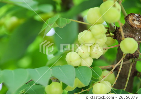 Star Gooseberry (Phyllanthus acidus) fruit Star Gooseberry (Phyllanthus acidus) fruit 26356379