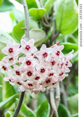 Star flower (Hoya) in the garden 26356383
