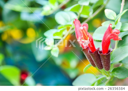 Lipstick Vine (Aeschynanthus radicans) Flower 26356384