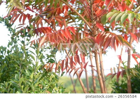 Hazenoki秋葉 Hazenoki秋葉 26356584