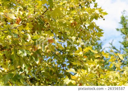 Platanus 26356587