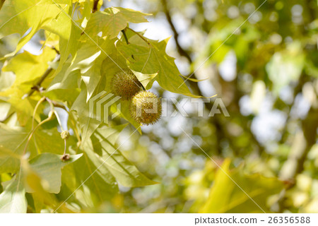 Platanus 26356588