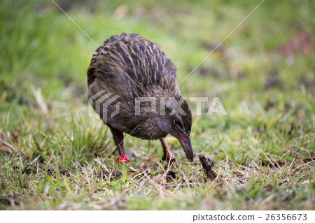 New Zealand's Weka 26356673