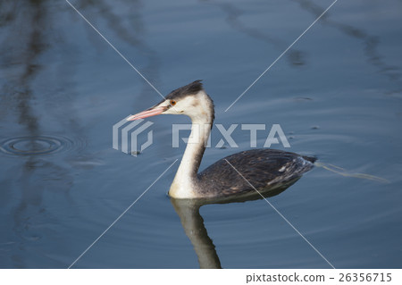 偉大的鳳頭gre .. 26356715