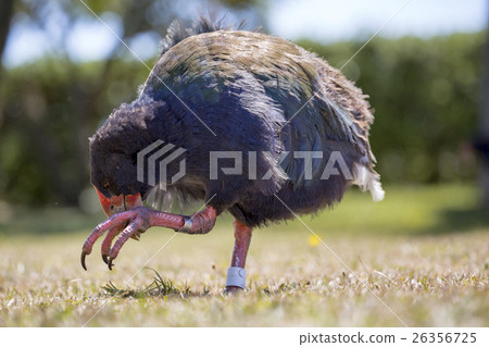 A bird that can not fly Takaha New Zealand 26356725
