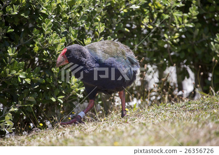 A bird that can not fly Takaha New Zealand 26356726