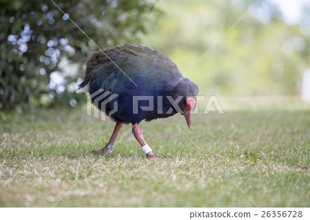 A bird that can not fly Takaha New Zealand A bird that can not fly Takaha New Zealand 26356728