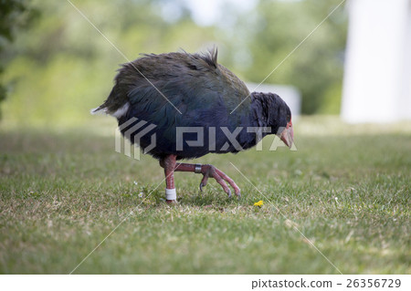一隻不能飛新高新西蘭的鳥 26356729