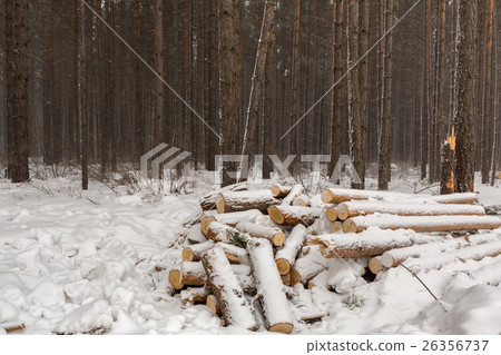 Snow-covered fire wood in pine forest. 26356737