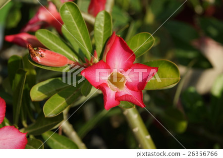 Flowers 26356766