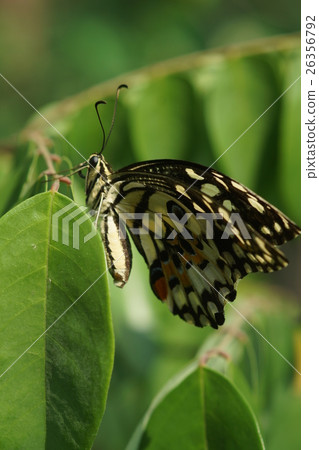 蝴蝶 26356792