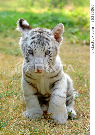3 month white tiger in chiang mai night safari 26356866
