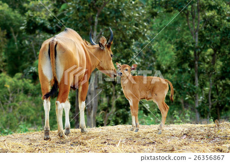 banteng banteng 26356867