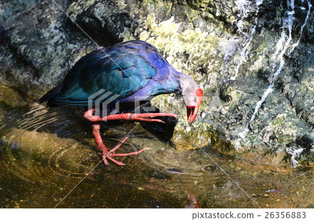 Purple Swamphen (Porphyrio porphyrio) 26356883