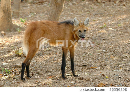 manedwolf 26356898