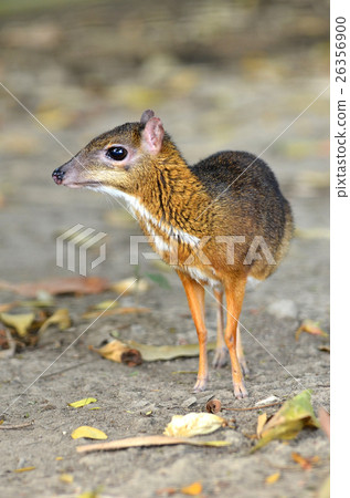 lesser mouse deer lesser mouse deer 26356900