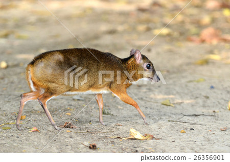 lesser mouse deer 26356901