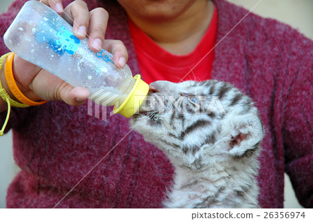 zookeeper feeding  baby white tiger 26356974