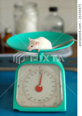 animal laboratory animal laboratory 26356975
