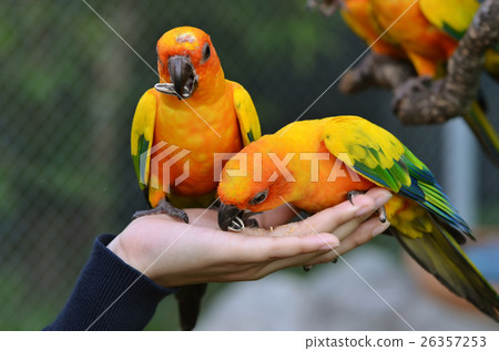 Sun Conure 26357253