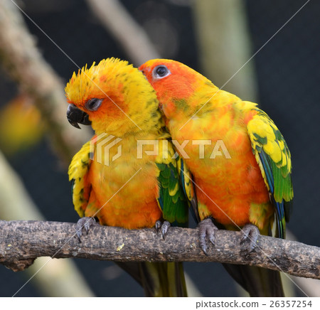 Sun Conure Sun Conure 26357254