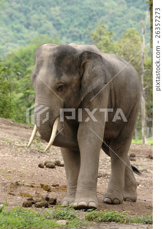 asia elephant 26357273