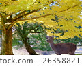 Autumn leaves 26358821