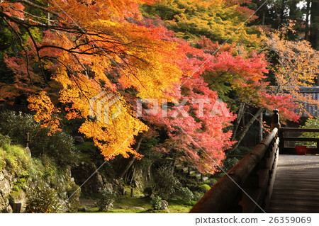 勝利的秋葉 26359069