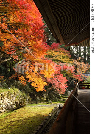 勝利的秋葉 勝利的秋葉 26359070